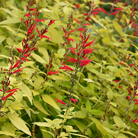 Plant Photo 2