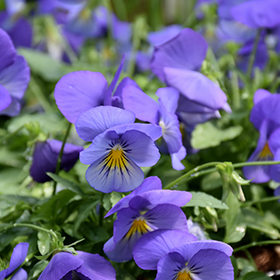 Plant Photo 2