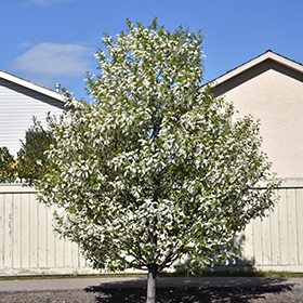 Plant Photo 6