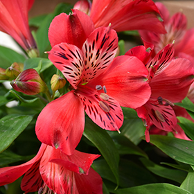 Plant Photo 2