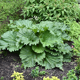 Plant Photo 10