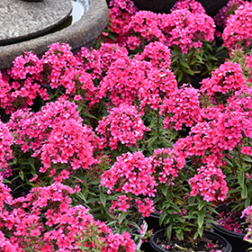 Plant Photo 8