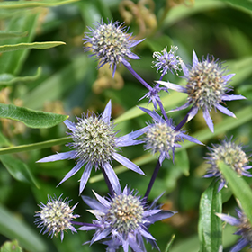 Plant Photo 5