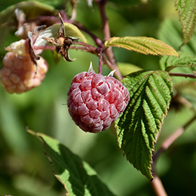 Plant Photo 9