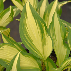 Plant Photo 10