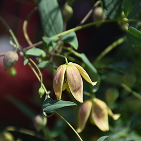 Plant Photo 3
