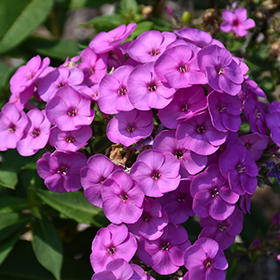Plant Photo 7