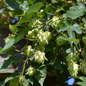 Plant Photo 4
