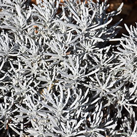 Plant Photo 8