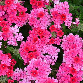 Plant Photo 4