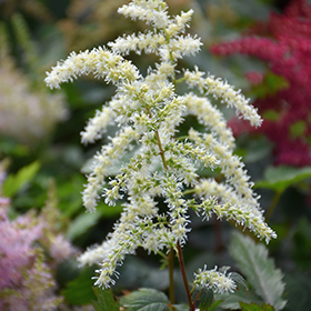 Plant Photo 8