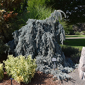 Plant Photo 8
