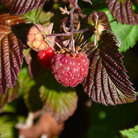 Plant Photo 8
