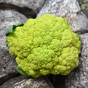 Plant Photo 5