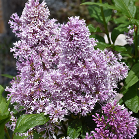 Plant Photo 10