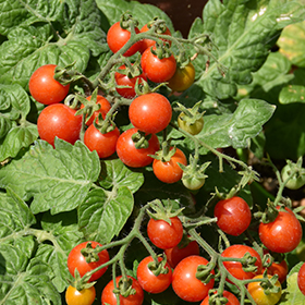 Plant Photo 4
