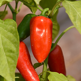 Plant Photo 6