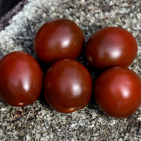 Plant Photo 10