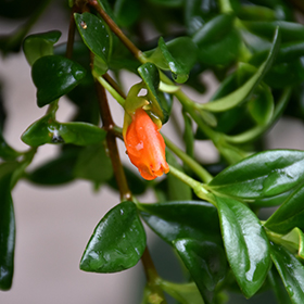 Plant Photo 10