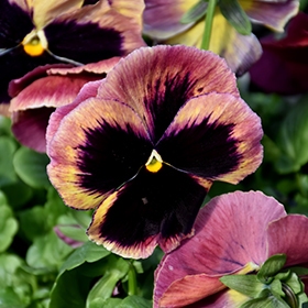 Plant Photo 1