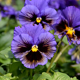 Plant Photo 10
