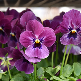 Plant Photo 7