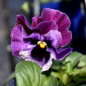 Plant Photo 8