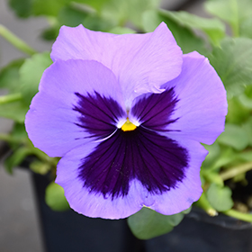 Plant Photo 2