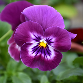 Plant Photo 4