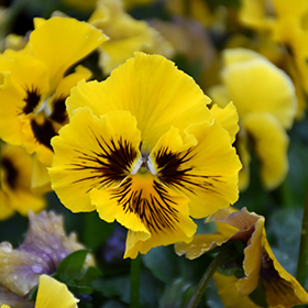 Plant Photo 9
