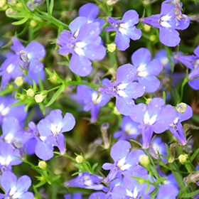 Plant Photo 7