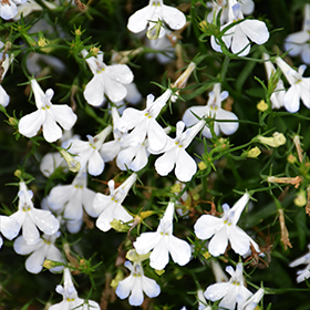 Plant Photo 4