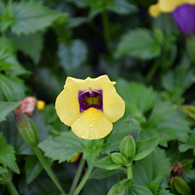 Plant Photo 10