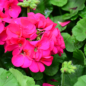 Plant Photo 3
