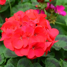 Plant Photo 2