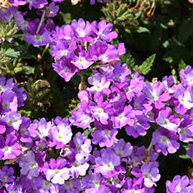 Plant Photo 9