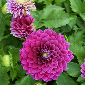 Plant Photo 3