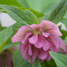 Plant Photo 2