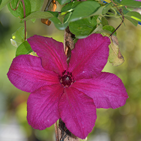 Plant Photo 9