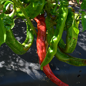 Plant Photo 10