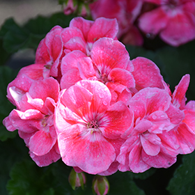 Plant Photo 3