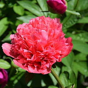 Plant Photo 9
