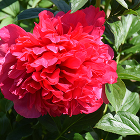 Plant Photo 6