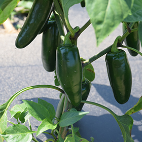 Plant Photo 10