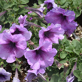 Plant Photo 3