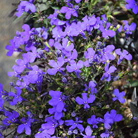 Plant Photo 8