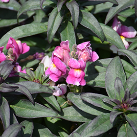 Plant Photo 3