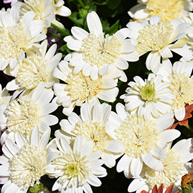 Plant Photo 5