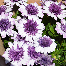 Plant Photo 4