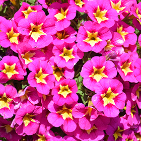 Plant Photo 9